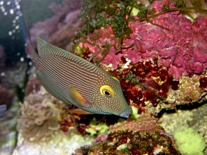 Goldring Bristletooth aka Spotted Surgeonfish (brown variant)13161055833_2f47ca36cb_b