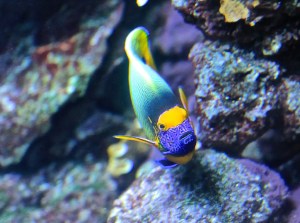Yellow Mask Angelfish13298332785_879178297f_b