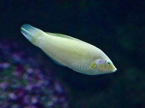 13392429345_0df197f614_b