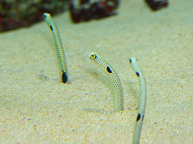 Heteroconger hassi3302264315_77ea9161f9_b