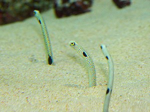 Heteroconger hassi3302264315_77ea9161f9_b