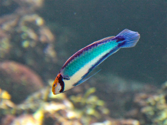 Cirrhilabrus solorensis3813060378_a4f75890b9_b