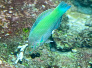 Pastel-green wrasse4391731072_b36a014eca_b