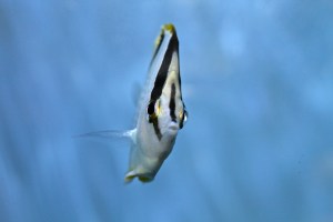 Bank butterflyfish Chaetodon aya,Chaetodontidae_RJD- IMG_6488