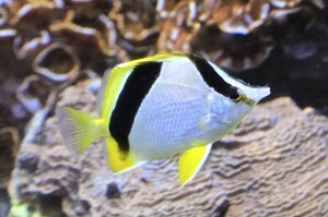 Bank Butterflyfish