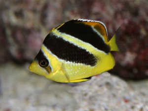 Chaetodon.mitratusIndian ButterflyfishSP07low.IMG_0100.IMG_0100