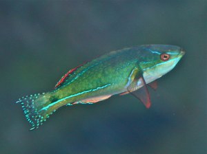 ExquisitefairywrasseCirrhilabrusexquisitusIMG_0091