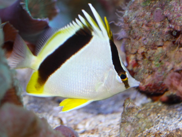 Bank butterflyfish Chaetodon aya,Chaetodontidae_RJD IMG_2745