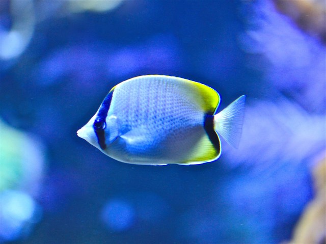 Reef butterflyfish  Chaetodon sedentarius ChaetodontidaeIMG_5652
