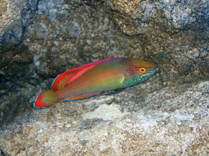 Red-Margin Wrasse