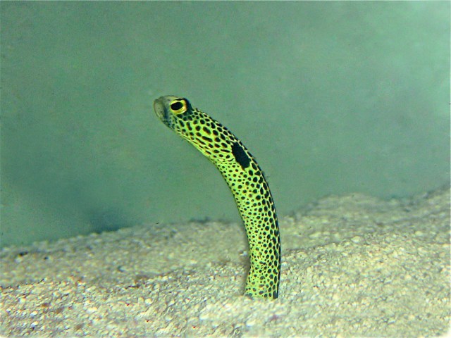 SPOTTED GARDEN EEL Heteroconger hassi FAM (Congridae) ,IMG_0193_2