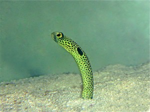 SPOTTED GARDEN EEL Heteroconger hassi FAM (Congridae)&nbsp;,IMG_0193_2