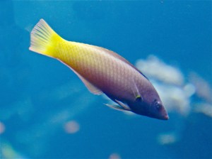 Two-tonewrasse13572020553_2c6e678b2e_b