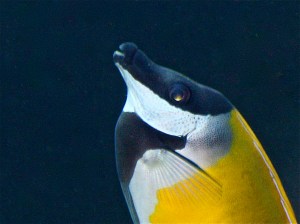 Blotched Foxface Rabbitfish13717573555_6773f7d8a1_b