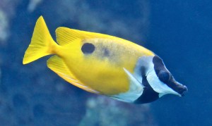 Blotched Foxface Rabbitfish 13717964414_50be7e63d0_b
