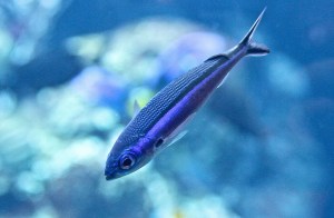 BluestreakFusilier14003634876_69545bce85_b