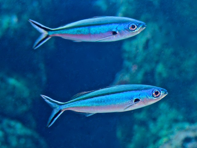 BluestreakFusilier14026993384_d5edd89351_b