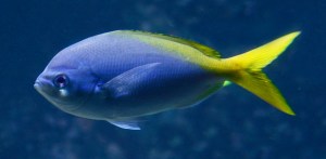 Caesio teres 2980697304_534e6ec6de_b