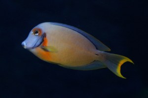 Acanthurus pyroferus3161779234_fc0fccc624_b