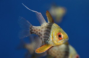 PajamaCardinalfish4676390664_2406090ef7_b