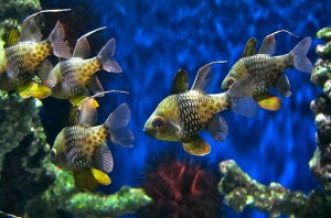 PajamaCardinalfish5251482115_ef180c71f5_b