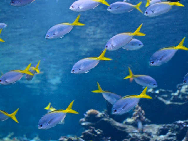 Caesio teres 5299352140_8e18740b03_b