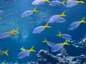 Caesio teres 5299352140_8e18740b03_b