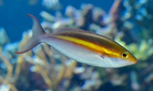 Pentapodusemeryii6179759332_4569159598_b