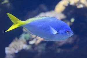 Caesio teres8477578148_39ede11254_k