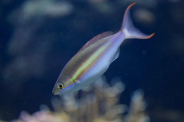 8477578724_62301d77a4_b