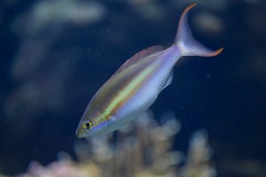 8477578724_62301d77a4_b