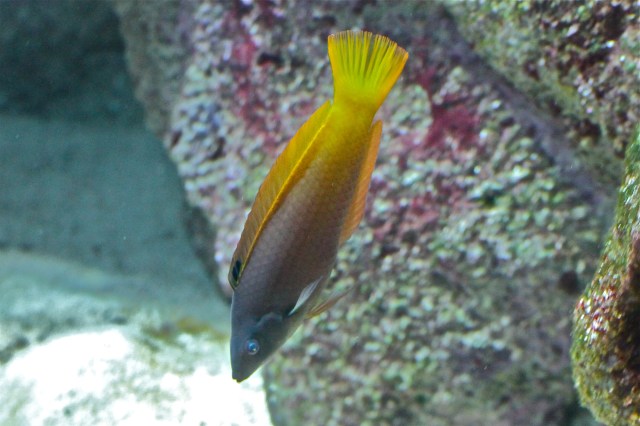 Two-tonewrasseIMG_6778