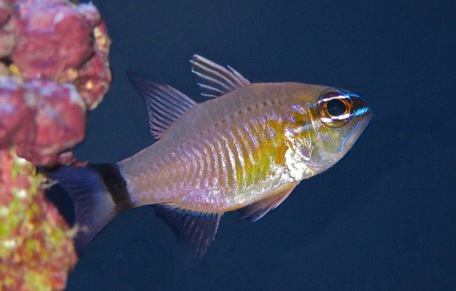 Ring-Tail Cardinalfish Ostorhinchus aureus13924803567_e8eb47a0af_b