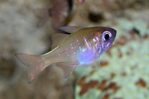 ThreadfinCardinalfish2990748320_4b0c6286dc_b