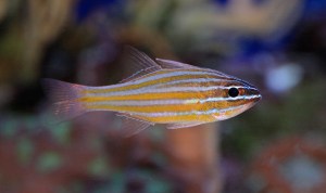 YellowstripedCardinalfish4184514661_35a0a5c254_b