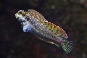 bannerfish8043519996_54378d8b2c_o