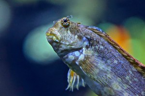 Jeweled Blenny8748640285_1b56bb468a_o