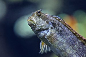 Salariasfasciatus 8748640285_929699d648_b