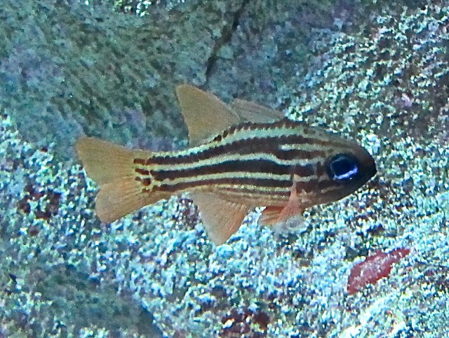 Ostorhinchus compressus