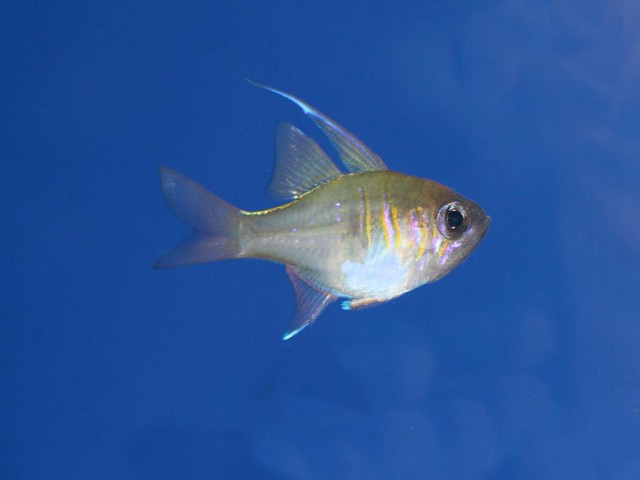 ThreadfinCardinalfish4335618020_27ea998a8d_b