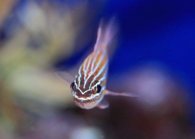 YellowstripedCardinalfishApogon cyanosoma, PR24