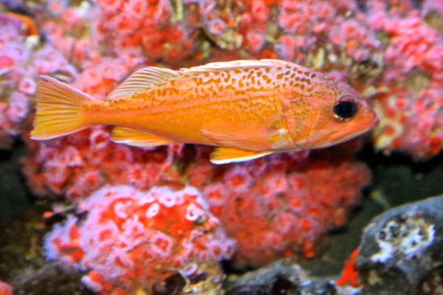 Greenspotted Rockfish14453711206_335de07037_b