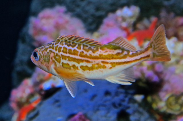 GreenstripedRockfish14475489192_5dbe5d96ff_b