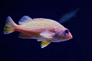 Greenspotted Rockfish14475518222_405daf78f0_b