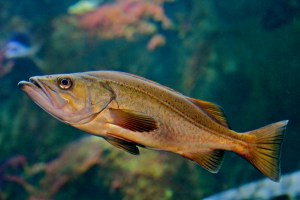 Bococcio Rockfish35935831544_5caaecc5da_o