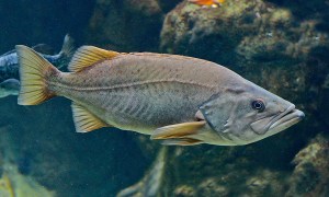 Bococcio Rockfish7805276558_0cfae8b7a6_o