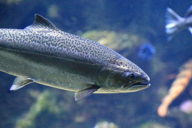 Chinook Salmon 14444106928_8b07130949_b