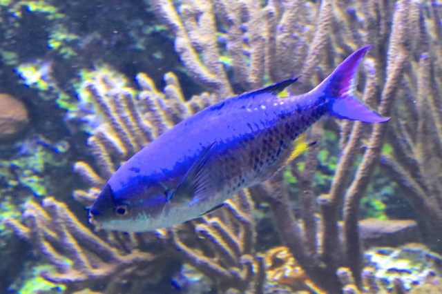 ClepticusParrae14582664694_eb0ac408f1_b