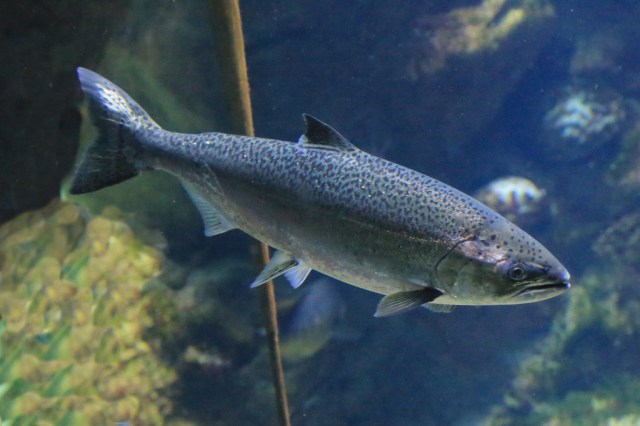 Chinook Salmon aka King Salmon14630212572_bab25a96d9_b