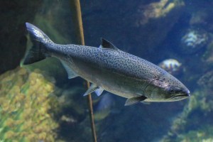 Chinook Salmon aka King Salmon14630212572_bab25a96d9_b